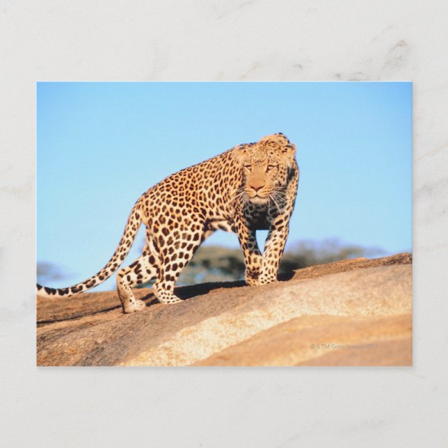 Carte Postale Cheetah (Devant)