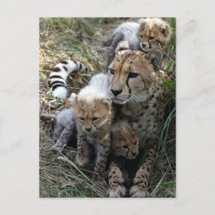 Carte Postale Cheetah