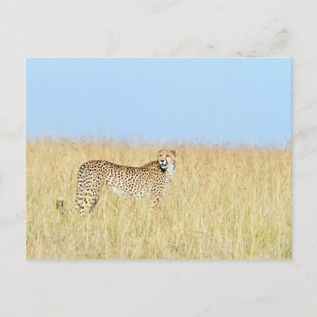 Carte Postale Cheetah (Devant)