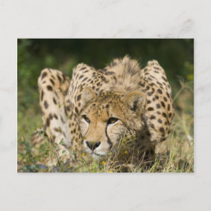 Carte Postale Cheetah