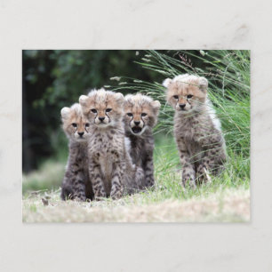 Carte Postale Cheetah