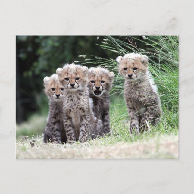 Carte Postale Cheetah (Devant)