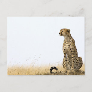 Carte Postale Cheetah