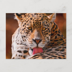 Carte Postale Cheetah