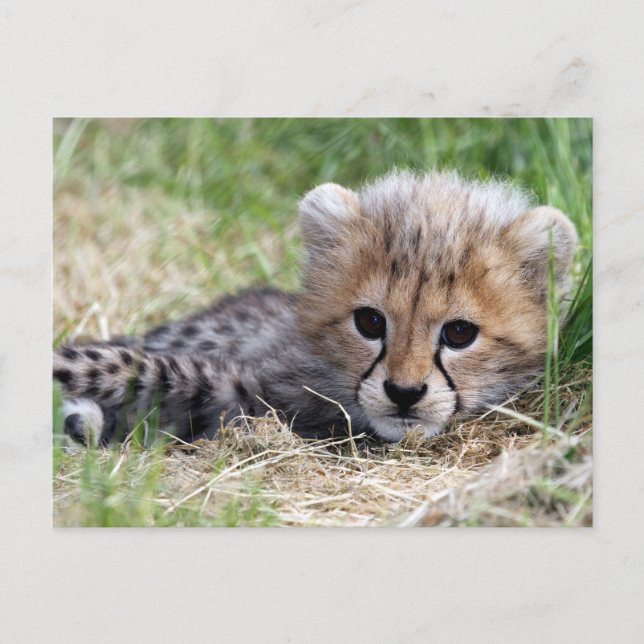 Carte Postale Cheetah (Devant)