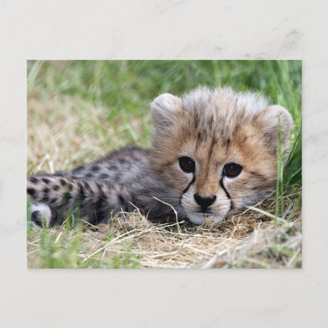 Carte Postale Cheetah (Devant)