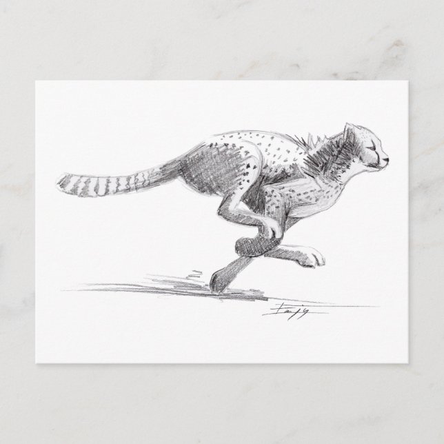 Carte Postale Cheetah (Devant)
