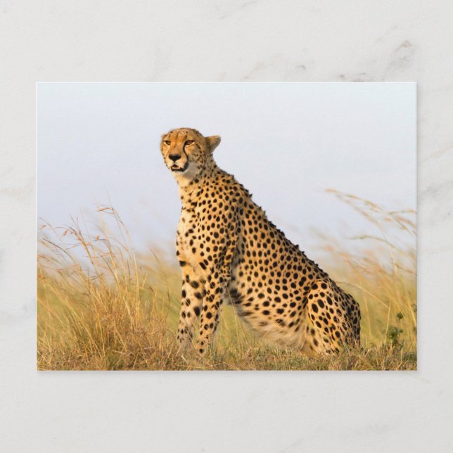 Carte Postale Cheetah (Devant)