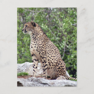 Carte postale Cheetah 4x6