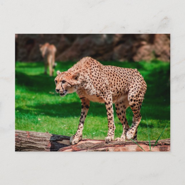 Carte Postale Cheetah Acinonyx Jubatus (Devant)