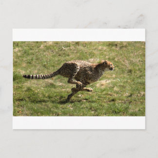 Carte Postale Cheetah (Acinonyx jubatus) galop complet