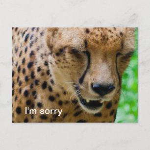 Carte Postale Cheetah apologétique