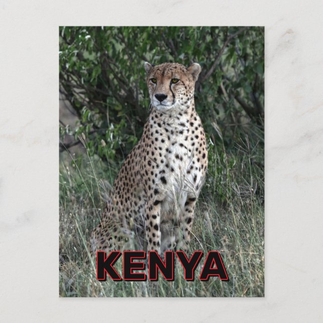 Carte Postale Cheetah Au Kenya (Devant)
