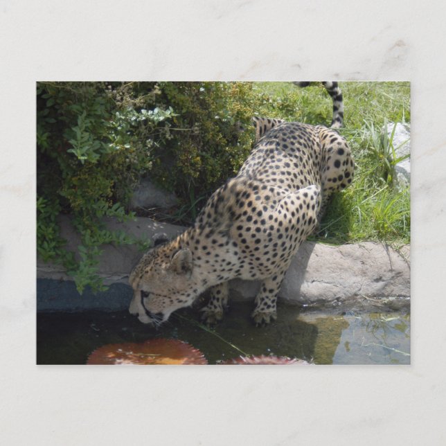 Carte Postale cheetah-b-1 (Devant)