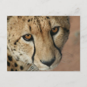 Carte postale Cheetah Cat