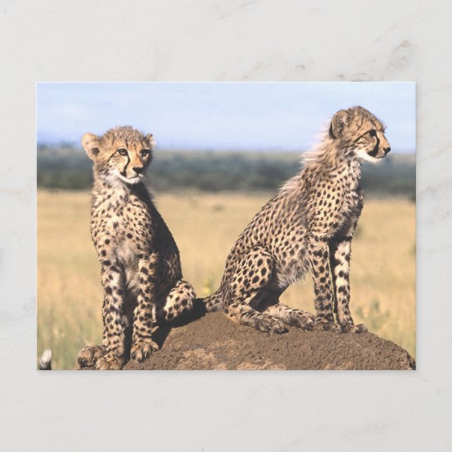 Carte Postale Cheetah Cubs (Devant)