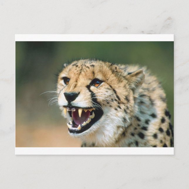 Carte Postale Cheetah Growl (Devant)