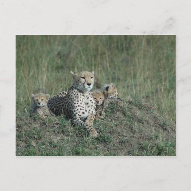 Carte postale Cheetah Maman et ses trois petits (Devant)