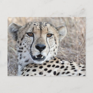 Carte Postale Cheetah Portrait