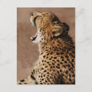 Carte Postale Cheetah pourrait effrayer un lion