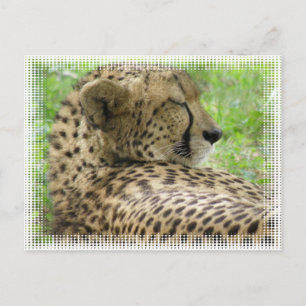 Carte postale Cheetah Repose