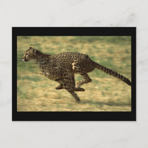 Carte Postale Cheetah Run