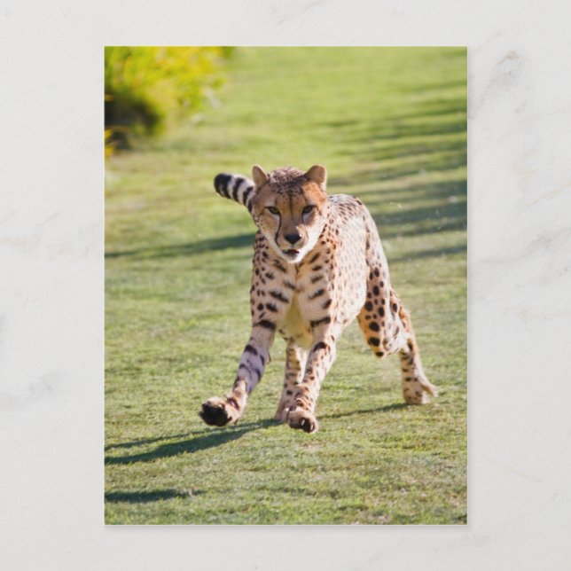 Carte Postale Cheetah Running (Devant)