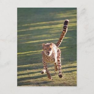 Carte Postale Cheetah Running