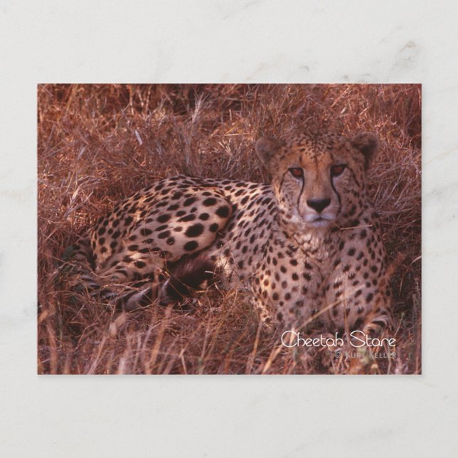 Carte Postale Cheetah Stare (Devant)