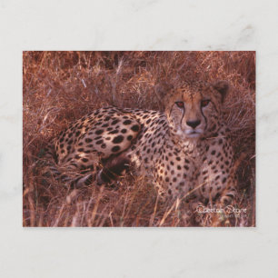 Carte Postale Cheetah Stare