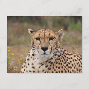 Carte Postale Cheetah Te Regardant