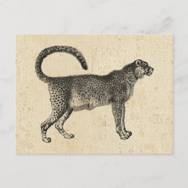 Carte Postale Cheetah vintage (Devant)