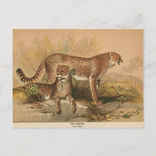 Carte postale Cheetah Vintage Zoological Sketch