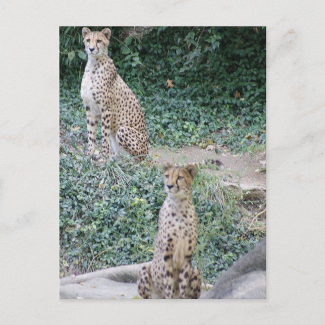 CARTE POSTALE CHEETAH - VOIR DOUBLE (Devant)