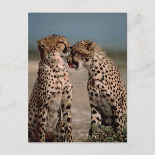 Carte Postale Cheetahs (Devant)