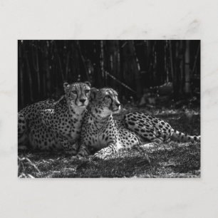 Carte postale Cheetahs