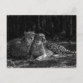 Carte postale Cheetahs