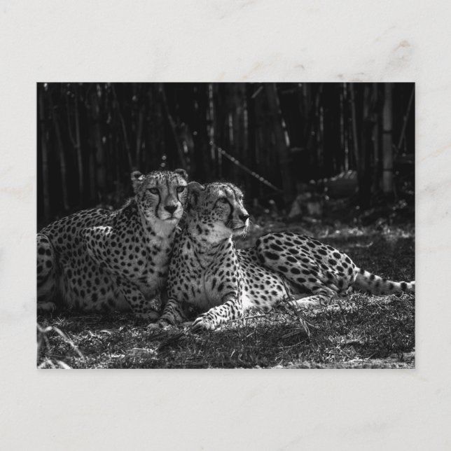 Carte postale Cheetahs (Devant)