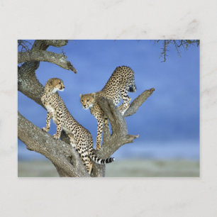 Carte Postale Cheetahs