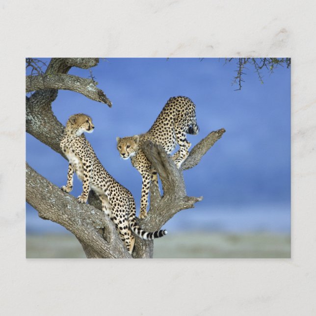 Carte Postale Cheetahs (Devant)