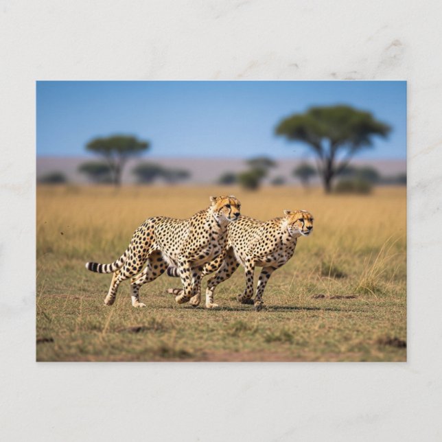 Carte Postale Cheetahs dans le Parc National du Serengeti en Tan (Devant)