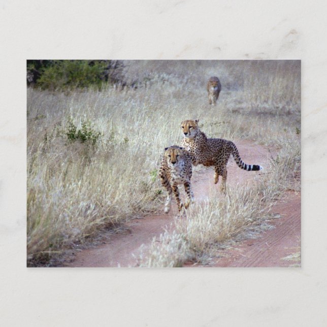 Carte Postale Cheetahs en Namibie (Devant)