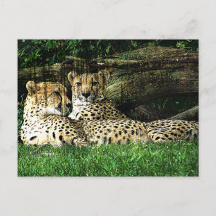 Carte Postale Cheetahs Lounge Grunge