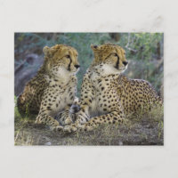Cheetas