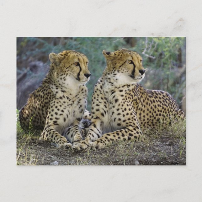 Carte Postale Cheetas (Devant)