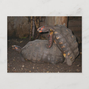 Carte Postale Chelonoidis carbonaria