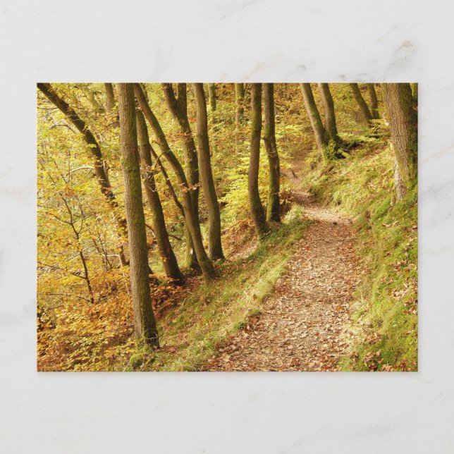 Carte Postale Chemin boisé automnal (Devant)