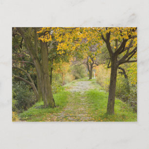 Carte Postale Chemin bordé d'arbres en automne