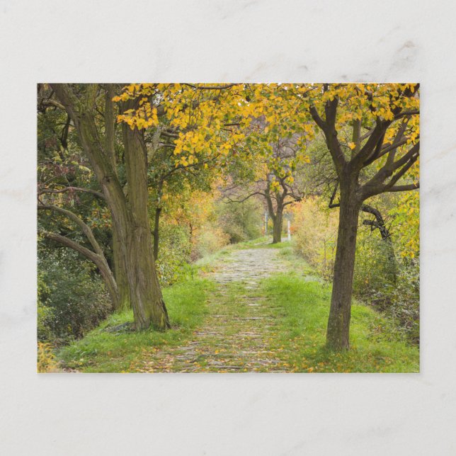 Carte Postale Chemin bordé d'arbres en automne (Devant)