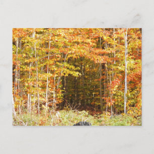 Carte Postale Chemin Dans Les Bois Adirondacks Montagnes